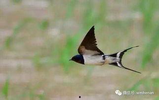 天涯爆料燕子最新一期,燕子最新一期揭秘惊人内幕  第2张