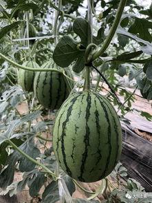 网红免费吃瓜群,揭秘网红圈内的神秘社交圈  第3张